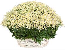 Цветочная композиция из Ромашки в корзине #REPLACE_PRED# Гулькевичах